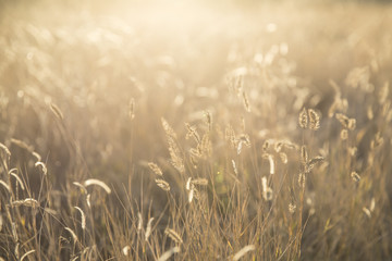 Foxtail grass field in the morning sun