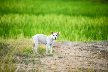 young dog standing