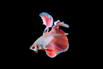 betta, fighting fish half moon