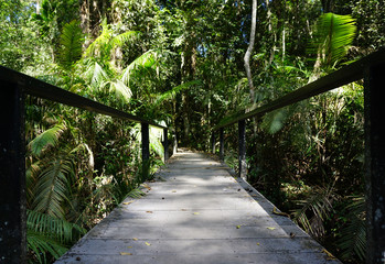 pathway in the middle of tropical forest