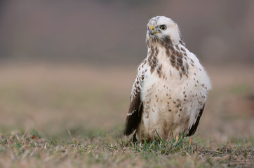 common buzzard