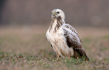 common buzzard
