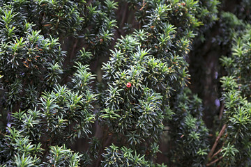 Taxus baccata or European yew in Ireland.