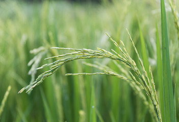 Close up paddy field