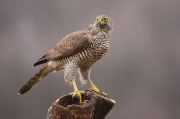 Northern Goshawk (Accipiter gentilis)