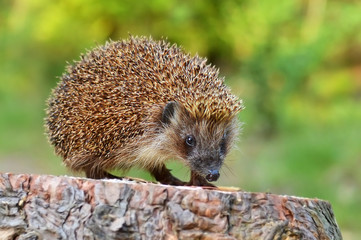 Naklejka na ściany i meble Young hedgehog in natural habitat