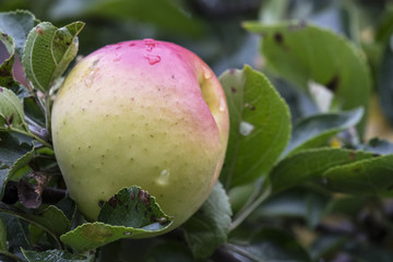 Apple Growing on a Wild Tree