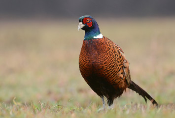 Ringneck Pheasant (Phasianus colchicus)