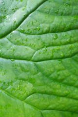 Green leaf background abstract