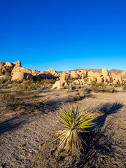 Landscape in Joshua Tree National Park, California, USA, where the Mojave and Colorado desert ecosystems meet.