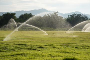 Watering plants in the garden