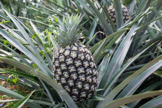 Pineapple garden nature.