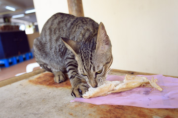 Cat from Koh Samui island.