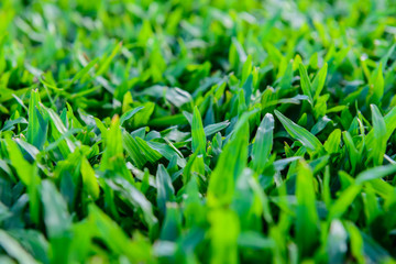 green grass