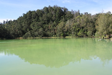 Green Lake And Forest.