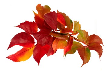 Colorful Fall Leaves- Beautiful autumn colors