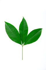 Green leaves on white background