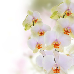 Naklejka na ściany i meble Orchid.Flowers on abstract blur spring nature background