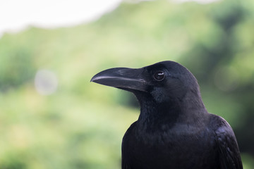 crow