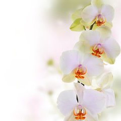 Fototapeta na wymiar Orchid.Flowers on abstract blur spring nature background