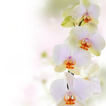 Orchid.Flowers on abstract blur spring nature background