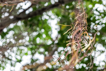 banyan tree at park