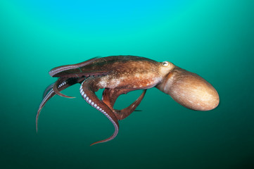 Flight of giant octopus.Japan Sea