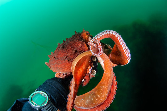 Hand shake with octopus in the deep. Japan Sea