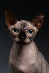 Naklejka premium Closeup Portrait of Sphynx Cat Looking in camera on Dark