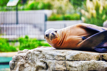 Cute playful California sea lions (Zalophus californianus) on ro