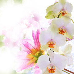 Fototapeta na wymiar Orchid.Flowers on abstract blur spring nature background