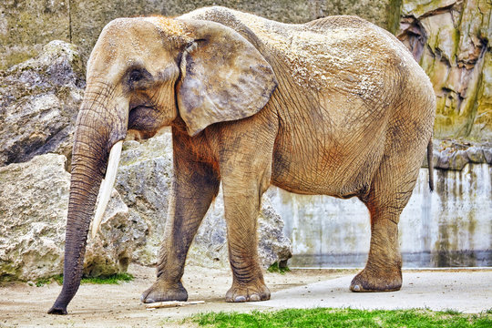 Large Indian elephants its natural habitat.