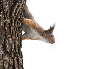 curious squirrel in winter on tree - obrazy, fototapety, plakaty