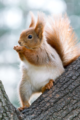 closeup of red squirrel eating nuts on a tree