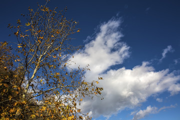 Sararmış Yapraklar