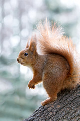 red squirrel on tree