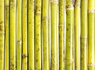 bamboo background