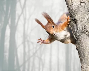 Fotobehang Eekhoorn nieuwsgierige rode eekhoorn die op boom zit