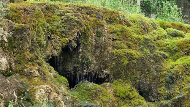 Spring water dribbling from a green moss-covered rock with a cave
