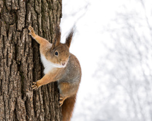 Naklejka na ściany i meble closeup of a young gray squirrel holding on to a tree