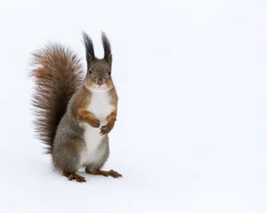  rode eekhoorn die op sneeuwachtergrond wordt gesteld © Mr Twister