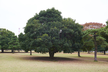 Imperial Palace Outer Garden