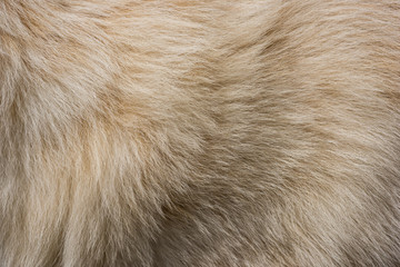 Dog fur textures