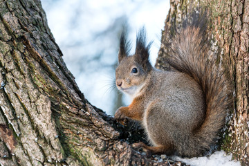 Naklejka na ściany i meble eurasian red squirrel in grey winter coat