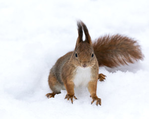 Naklejka na ściany i meble red squirrel in wintertime
