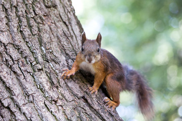 Naklejka na ściany i meble red squirrel sitting on a tree
