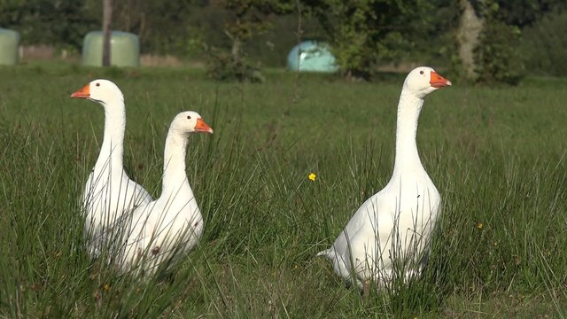 White geese on meadow 