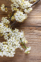 Cherry blossom on wooden background