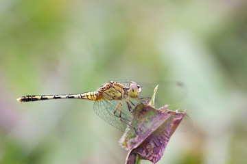 dragonfly