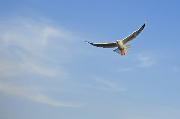 Seagull is flying in the sky
